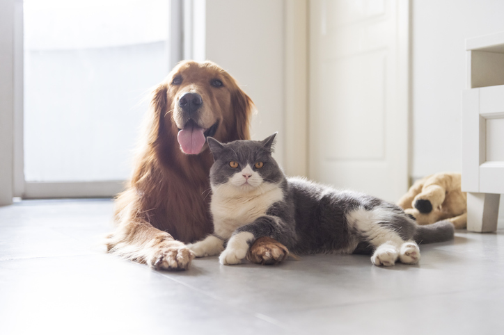 Using Pet Safe Disinfectant: Why You Should Care